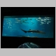 8. het enorme bassin met de haaien en tientallen andere vissoorten.JPG